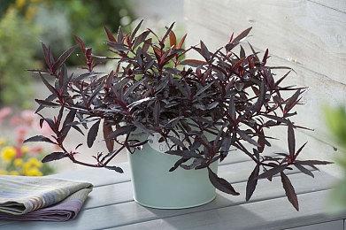 《归家异途2》11月更新现已上线，同步开启史低折扣！