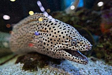 回合战略《战律2》正式公布 登陆PC和Switch